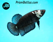 Load image into Gallery viewer, Black Samurai Marble Halfmoon Plakat Female