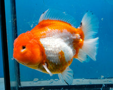 Load image into Gallery viewer, Orange and White Shogun Godzilla Oranda Female (4.5 inches) Imported from Thailand