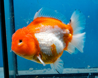 Orange and White Shogun Godzilla Oranda Female (4.5 inches) Imported from Thailand