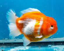 Load image into Gallery viewer, Orange and White Shogun Godzilla Oranda Female (4.5 inches) Imported from Thailand