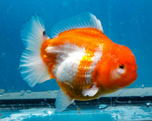 Load image into Gallery viewer, Orange and White Shogun Godzilla Oranda Female (4.5 inches) Imported from Thailand