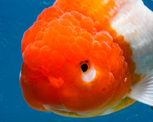 Load image into Gallery viewer, Orange and White Shogun Godzilla Oranda Female (4.5 inches) Imported from Thailand