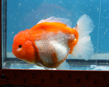 Load image into Gallery viewer, Orange and White Shogun Godzilla Oranda Female (4.5 inches) Imported from Thailand