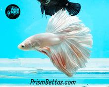 Load image into Gallery viewer, Pink Washed White Rosetail Halfmoon Male