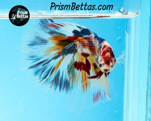 Load image into Gallery viewer, Candy Koi Halfmoon Male