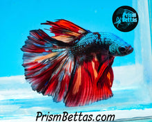 Load image into Gallery viewer, Rainbow Marble Halfmoon Male