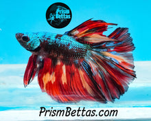 Load image into Gallery viewer, Rainbow Marble Halfmoon Male