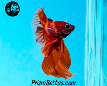 Load image into Gallery viewer, Candy Koi Halfmoon Male