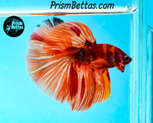 Load image into Gallery viewer, Candy Koi Halfmoon Male