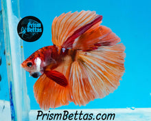 Load image into Gallery viewer, Candy Koi Halfmoon Male