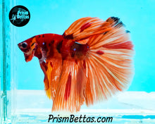 Load image into Gallery viewer, Candy Koi Halfmoon Male