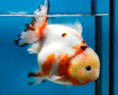 Tricolor Shogun Godzilla Oranda Female (4.5 inches) Imported from Thailand