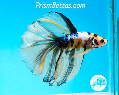Marble Halfmoon Male