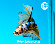 Load image into Gallery viewer, Marble Halfmoon Male