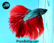 Load image into Gallery viewer, Green Fire Halfmoon Male