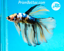 Load image into Gallery viewer, Marble Halfmoon Male