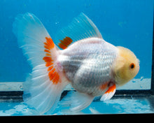 Load image into Gallery viewer, Red and White Shogun Longfinned Oranda Female (5 inches) Imported from Thailand