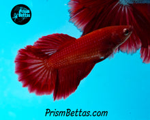 Load image into Gallery viewer, Red Halfmoon Female