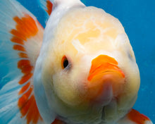 Load image into Gallery viewer, Red and White Shogun Longfinned Oranda Female (5 inches) Imported from Thailand