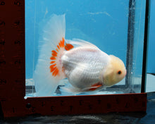 Load image into Gallery viewer, Red and White Shogun Longfinned Oranda Female (5 inches) Imported from Thailand