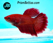 Load image into Gallery viewer, Red Halfmoon Female