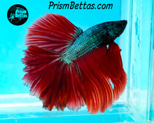 Load image into Gallery viewer, Green Fire Halfmoon Male