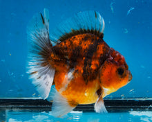 Load image into Gallery viewer, Tiger Calico Shogun Godzilla Oranda Male (4.5 inches) Imported from Thailand