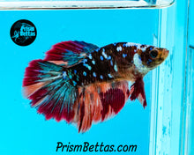 Load image into Gallery viewer, Galaxy Candy Koi Halfmoon Female