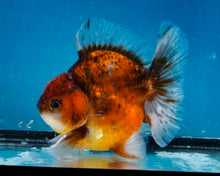 Load image into Gallery viewer, Tiger Calico Shogun Godzilla Oranda Male (4.5 inches) Imported from Thailand