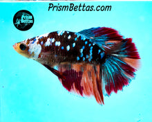 Load image into Gallery viewer, Galaxy Candy Koi Halfmoon Female