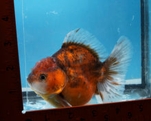 Load image into Gallery viewer, Tiger Calico Shogun Godzilla Oranda Male (4.5 inches) Imported from Thailand
