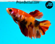 Load image into Gallery viewer, Candy Koi Halfmoon Female