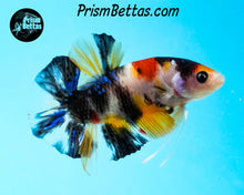 Load image into Gallery viewer, Candy Koi Halfmoon Plakat Male