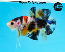 Load image into Gallery viewer, Candy Koi Halfmoon Plakat Male