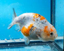 Load image into Gallery viewer, Calico Ranchu Female (3.5 inches) Imported from Thailand