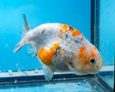Calico Ranchu Female (3.5 inches) Imported from Thailand