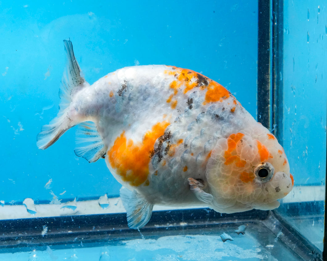 Calico Ranchu Female (3.5 inches) Imported from Thailand