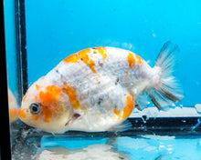 Load image into Gallery viewer, Calico Ranchu Female (3.5 inches) Imported from Thailand