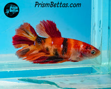 Load image into Gallery viewer, Candy Koi Halfmoon Female