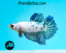 Load image into Gallery viewer, Marble Halfmoon Female