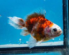 Load image into Gallery viewer, Calico Butterfly Fantail Goldfish (3.5-4.25 inches)