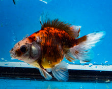 Load image into Gallery viewer, Calico Butterfly Fantail Goldfish (3.5-4.25 inches)