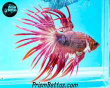 Load image into Gallery viewer, Pink Marble Crowntail Male