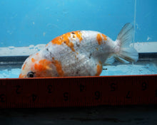 Load image into Gallery viewer, Calico Ranchu Female (3.5 inches) Imported from Thailand
