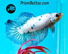 Load image into Gallery viewer, Marble Halfmoon Female