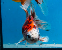Load image into Gallery viewer, Calico Butterfly Fantail Goldfish (3.5-4.25 inches)