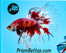 Load image into Gallery viewer, Marble Crowntail Male