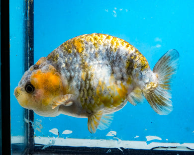 Calico Ranchu Male (4 inches) Imported from Thailand