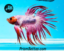 Load image into Gallery viewer, Pink Marble Crowntail Male