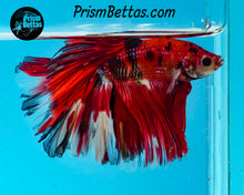 Load image into Gallery viewer, Candy Koi Rosetail Halfmoon Male